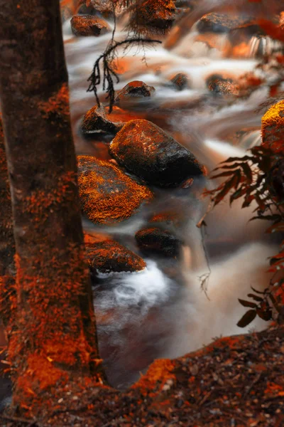 Newell Creek in Tasmania — Stock Photo, Image