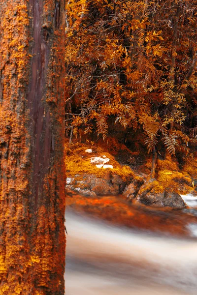 Newell Creek in Tasmania — Stock Photo, Image