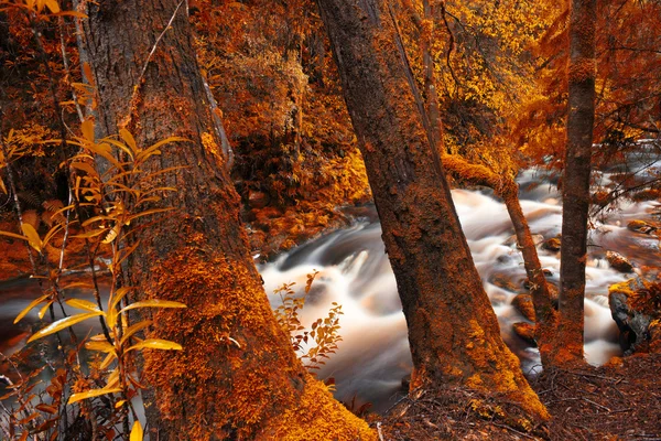Newell Creek en Tasmania — Foto de Stock