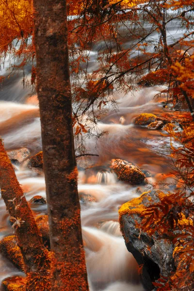 Newell Creek in Tasmania — Stock Photo, Image