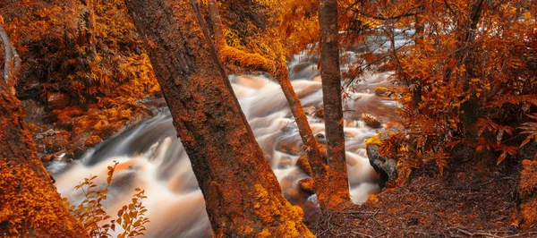 Newell Creek in Tasmanien — Stockfoto