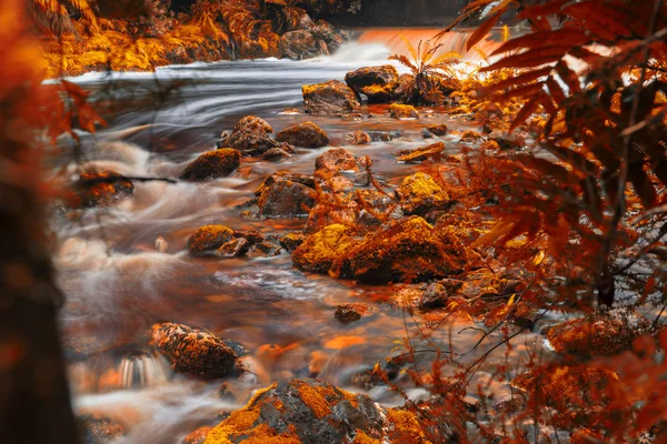 Tasmania'deki / daki Newell Creek — Stok fotoğraf