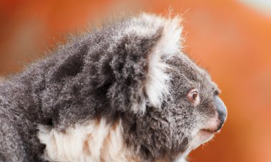 Bir ağaç tek başına Koala