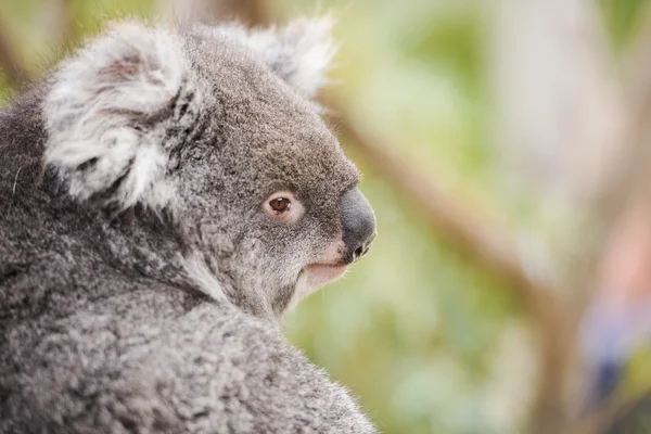 Bir ağaç tek başına Koala — Stok fotoğraf