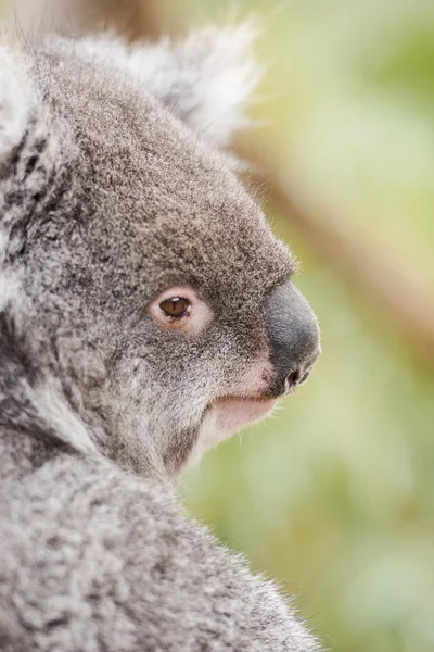 Koala vanzelf in een boom — Stockfoto