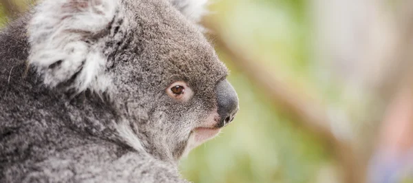 Koala allein in einem Baum — Stockfoto