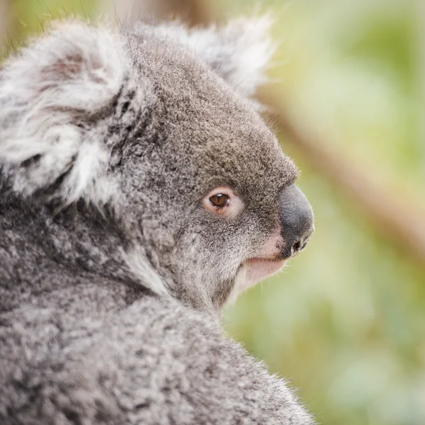 Koala solo en un árbol — Foto de Stock
