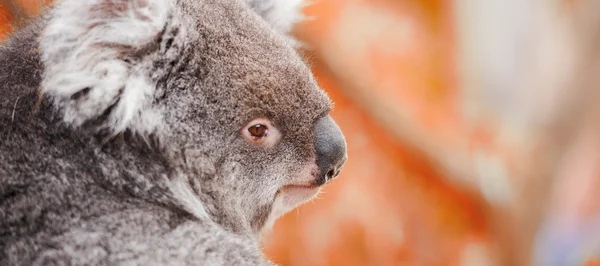 Koala vanzelf in een boom — Stockfoto