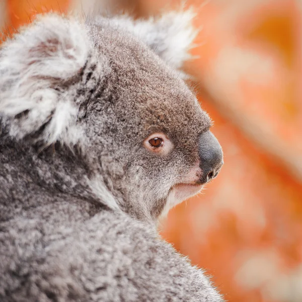 Koala vanzelf in een boom — Stockfoto