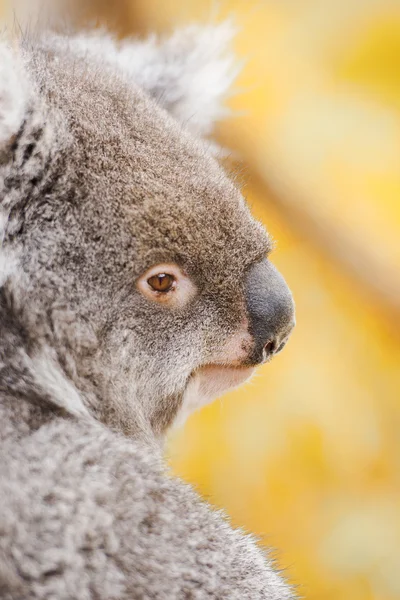 Koala by itself in a tree — Stock fotografie