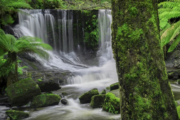 Cataratas de herradura en el Parque Nacional Mount Field —  Fotos de Stock