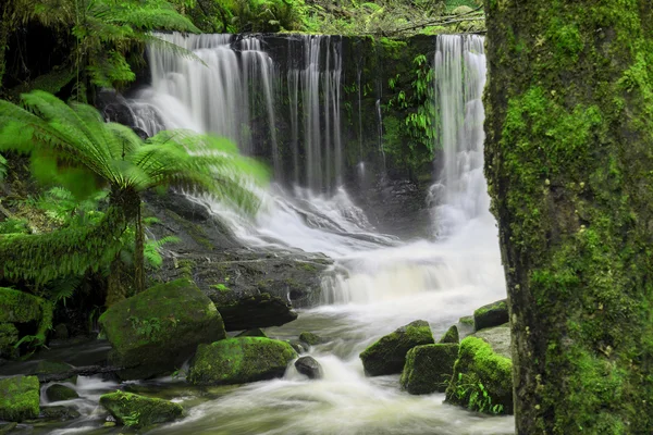 Cataratas de herradura en el Parque Nacional Mount Field — Foto de Stock