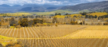 Tarım alanında Tasmania, Avustralya