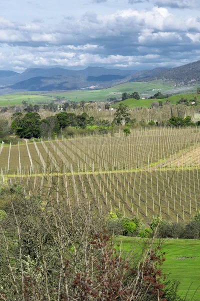 Gazdálkodás területén, Tasmania, Ausztrália — Stock Fotó