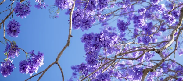 Barevný Kvetoucí strom jacaranda — Stock fotografie