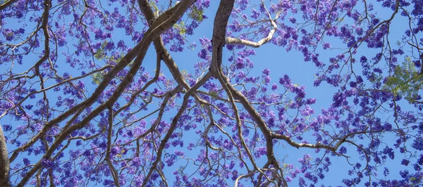 Floração colorida jacarandá árvore — Fotografia de Stock