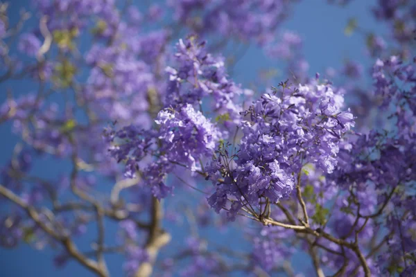 Färgstarka blommande Jakaranda träd — Stockfoto