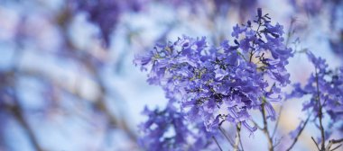 Renkli çiçek açan jakaranda ağacı