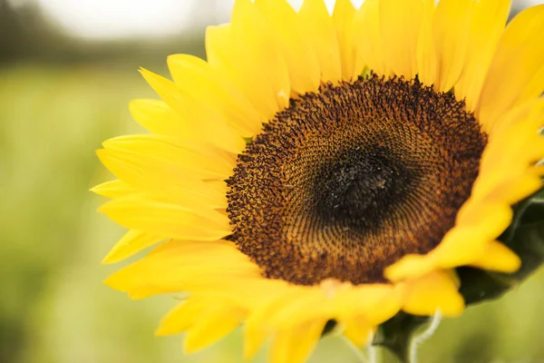 Tournesols dans un champ dans l'après-midi . — Photo