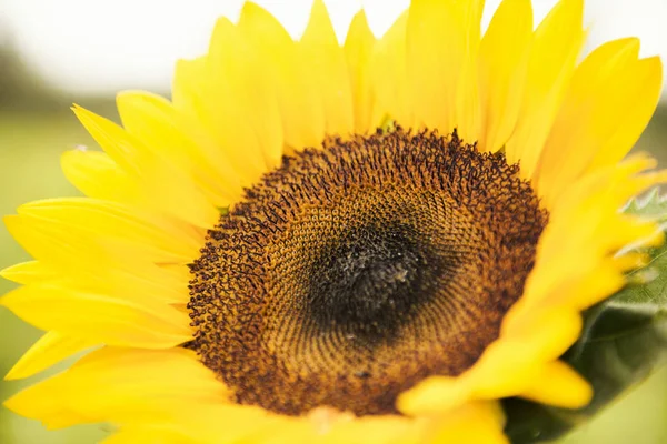 Sonnenblumen auf einem Feld am Nachmittag. — Stockfoto