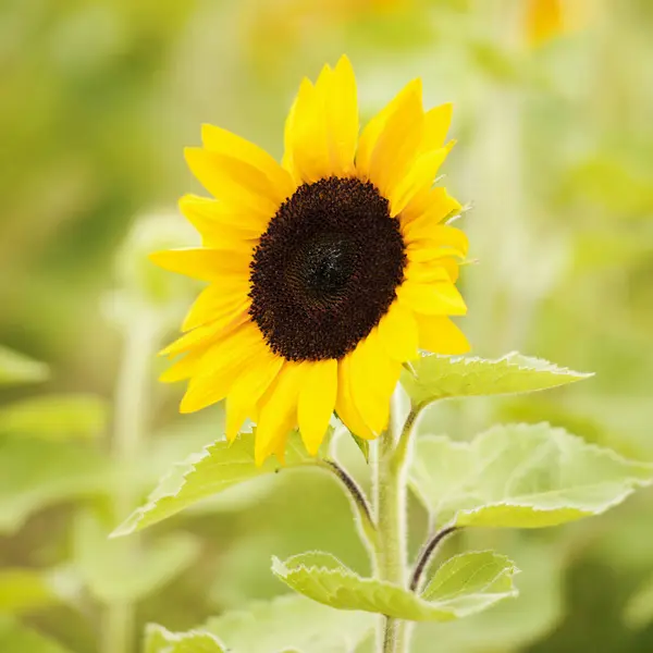 Sonnenblumen auf einem Feld am Nachmittag. — Stockfoto