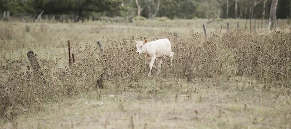 Заміська корова на траві — стокове фото