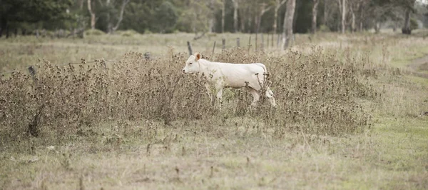 풀밭에서 국가 소 — 스톡 사진