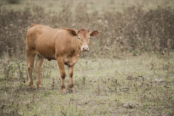País Vaca na grama — Fotografia de Stock