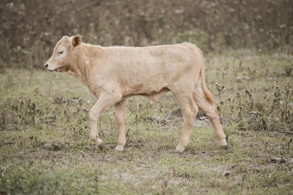 País Vaca na grama — Fotografia de Stock