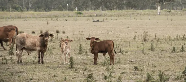 Vacas de campo en la granja —  Fotos de Stock