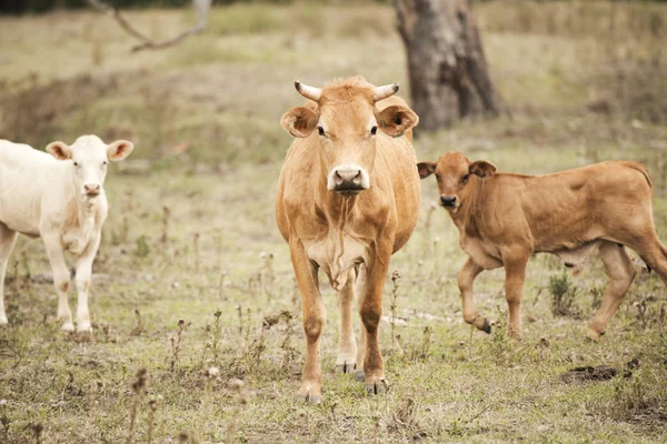 País Vacas na fazenda — Fotografia de Stock