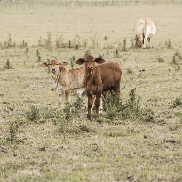 Vacas de campo en la granja —  Fotos de Stock
