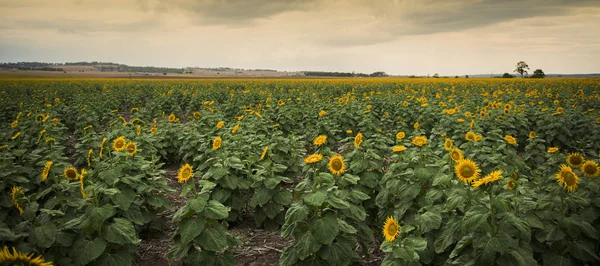 Sunflowers in a field in the afternoon. — Stock Photo, Image