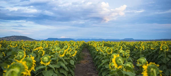 Tournesols dans un champ dans l'après-midi . — Photo