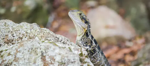 Water Dragon resting on a rock. — Stock Photo, Image