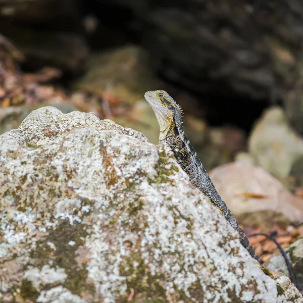 Water Dragon resting on a rock. — Stock Photo, Image