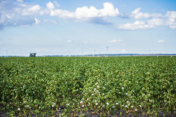 Campo de algodón en Oakey — Foto de Stock