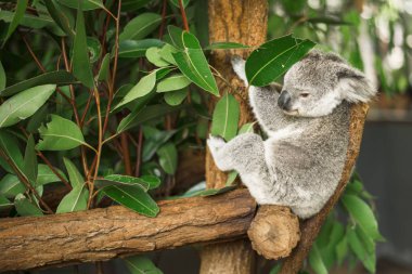 Koala okaliptüs ağacında.