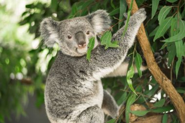 Koala okaliptüs ağacında.