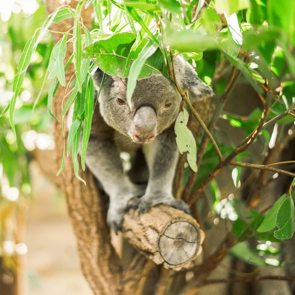 Koala em uma árvore de eucalipto . — Fotografia de Stock