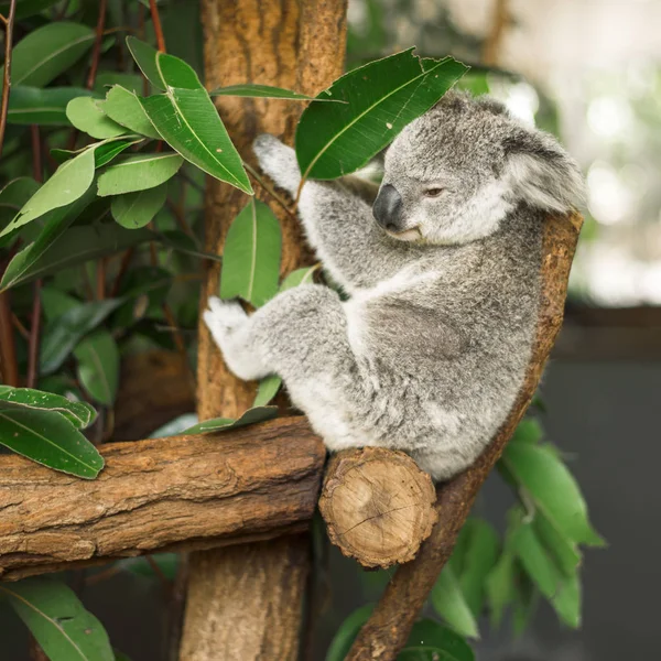Koala su un albero di eucalipto . — Foto Stock