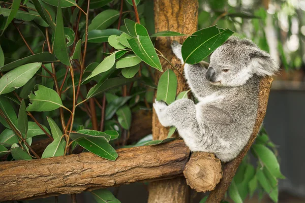 Koala in een eucalyptus boom. — Stockfoto