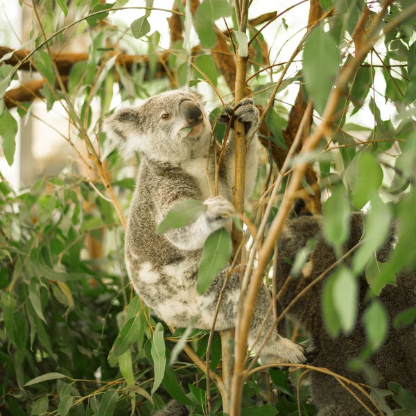 Koala v eukalyptu strom. — Stock fotografie