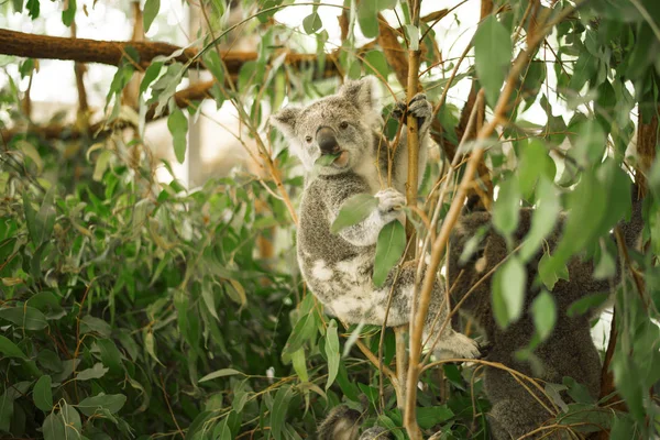 Koala egy eukaliptusz-fa. — Stock Fotó