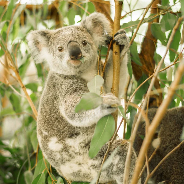 Koala em uma árvore de eucalipto . — Fotografia de Stock
