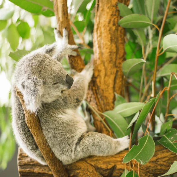 Koala su un albero di eucalipto . — Foto Stock