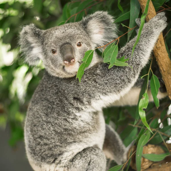 Koala okaliptüs ağacında.