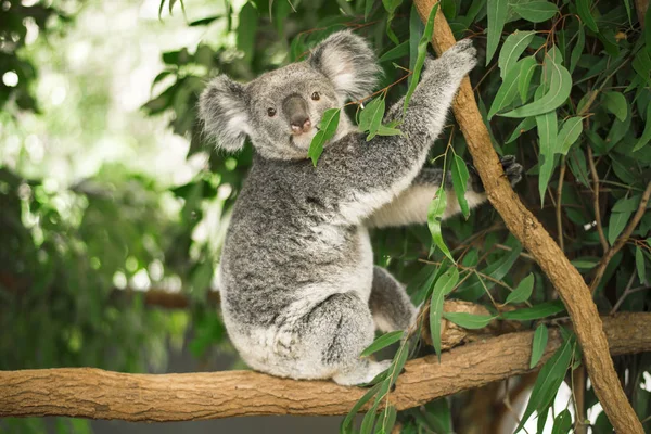 Koala okaliptüs ağacında. — Stok fotoğraf