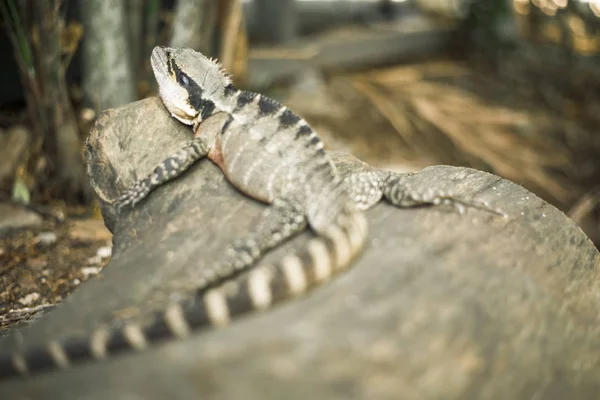 Water Dragon buiten tijdens de dag. — Stockfoto