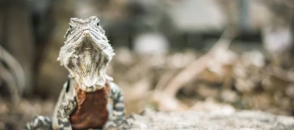 Gün boyunca dışında su Dragon. — Stok fotoğraf